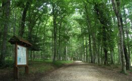 1324481300-1465463392-Foresta_umbra-2