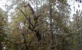 1324652333-967536784-Parco_1