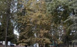 1324652333-967536784-Parco_2