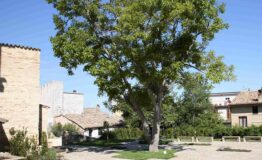 1355414737-2001054687-monterubbiano