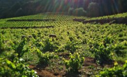 1519309094_vite-ad-alberello-pantelleria