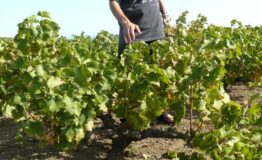 1519309095_copia-di-pantelleria-alberelli-zibibbo