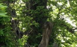 Castagno__nordP11829201